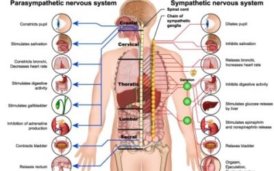 Chiropractic Nervous System Improvement