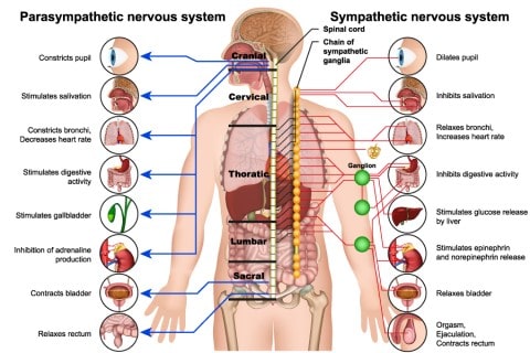 Nervous-System-Function-Alternative-Treatment