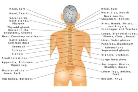 Diagram of Subluxation Treatment effects on the body