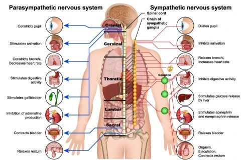 Chiropractic Nervous System Care – Suffolk Physical Therapy & Chiropractic Chiropractor performing spinal adjustment to support chiropractic nervous system health at Suffolk Physical Therapy & Chiropractic